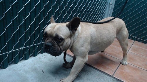BARNEY - French Bulldog available for adoption