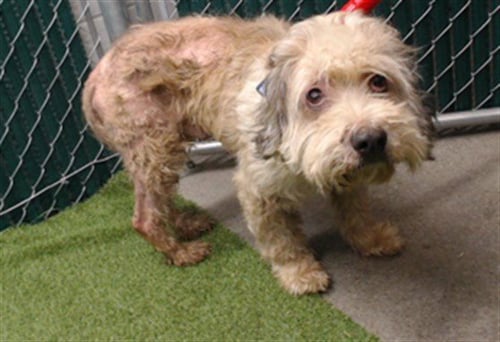 COCO - Poodle (Standard) available for adoption