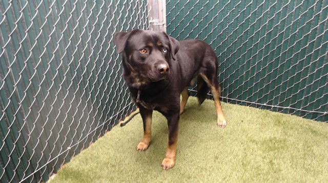 BLUE - German Shepherd Dog available for adoption