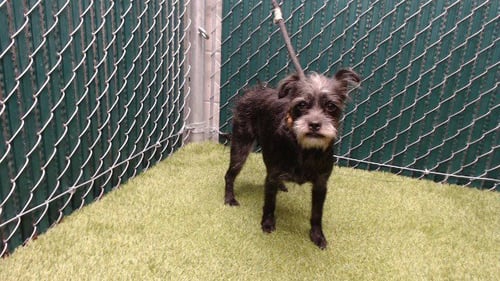 A5766360 - Terrier available for adoption