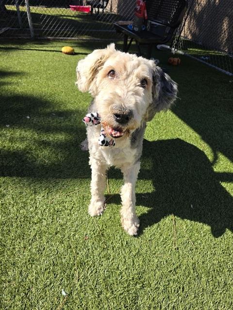 SOY - Old English Sheepdog available for adoption