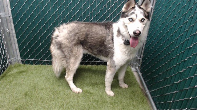 DECLAN - Siberian Husky available for adoption