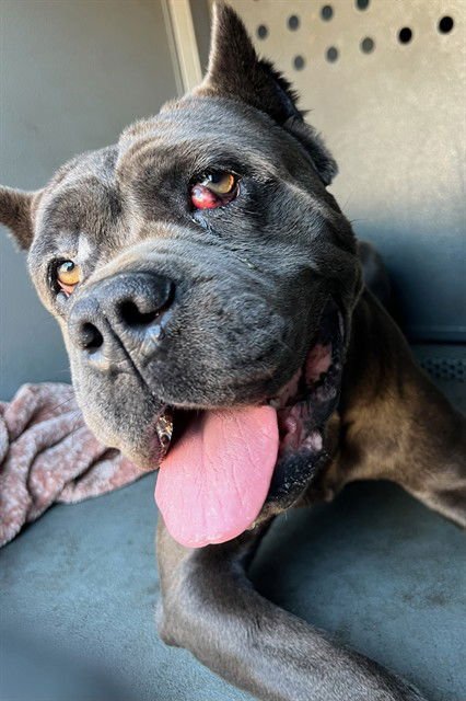 ABIGAIL - Cane Corso Mastiff available for adoption