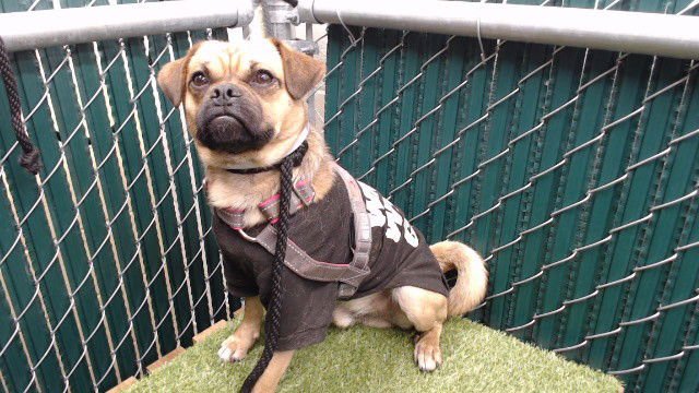 SLOAN - Pug available for adoption