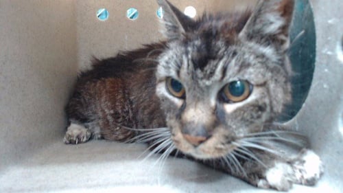 GOTTI - Domestic Short Hair available for adoption