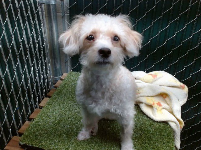 LEXI - Poodle (Miniature) available for adoption