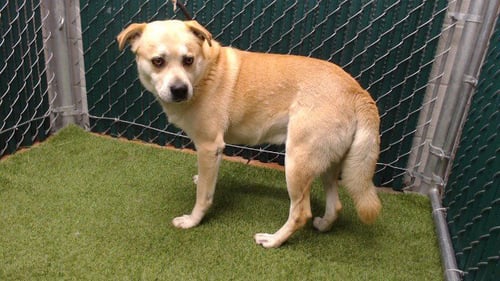 HORACE - Labrador Retriever available for adoption