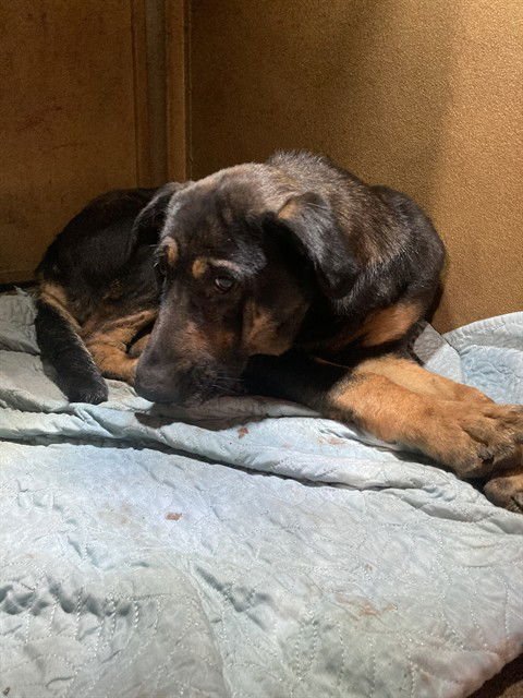 GEMMA - German Shepherd Dog / Rottweiler available for adoption