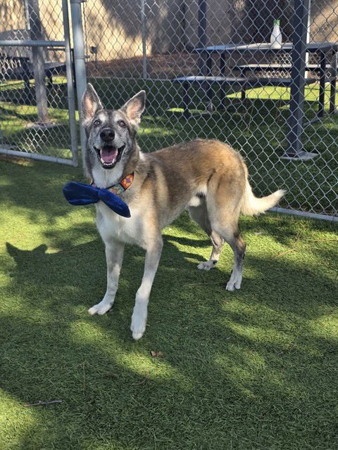 KOOPER - German Shepherd Dog available for adoption