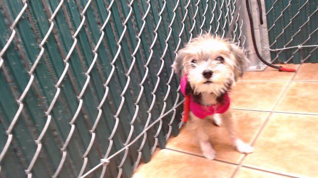 LUNA - Yorkshire Terrier Yorkie / Poodle (Miniature) available for adoption