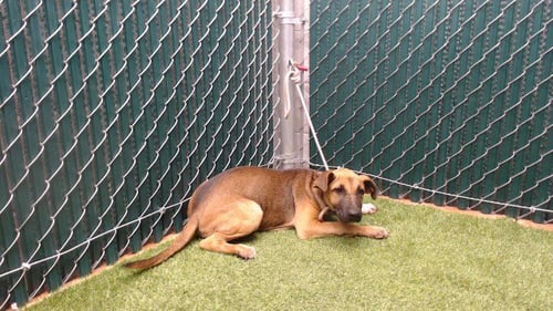 BROWNIE - Belgian Shepherd Malinois / Pit Bull Terrier available for adoption