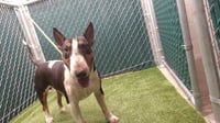 BULLSEYE - Photo 1