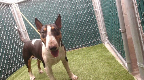BULLSEYE - Bull Terrier available for adoption