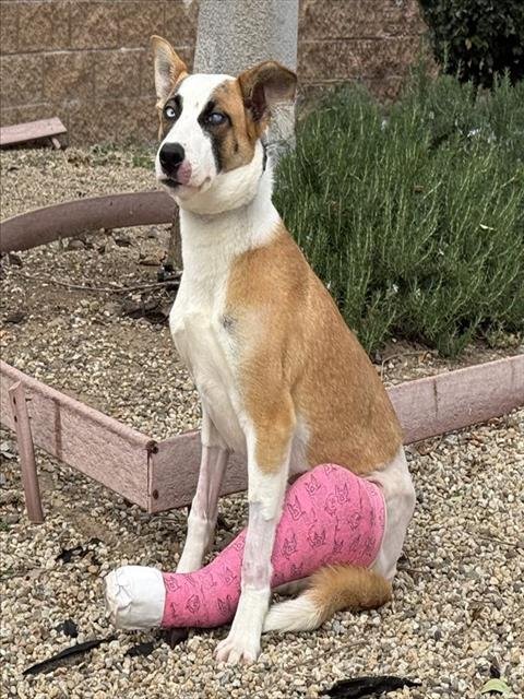 PIPPA - English Pointer available for adoption
