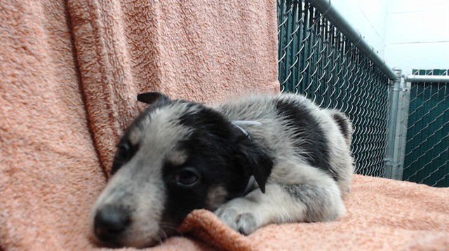 LONDON - Australian Cattle Dog/Blue Heeler available for adoption