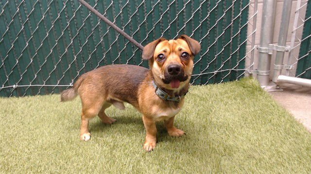 A5747769 - Terrier available for adoption