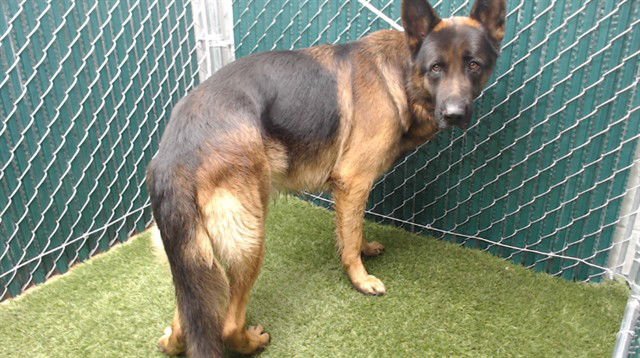 SHERMAN - German Shepherd Dog available for adoption
