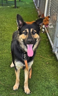 KODA - Photo 1