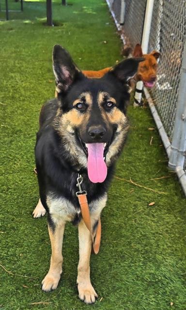 KODA - German Shepherd Dog available for adoption