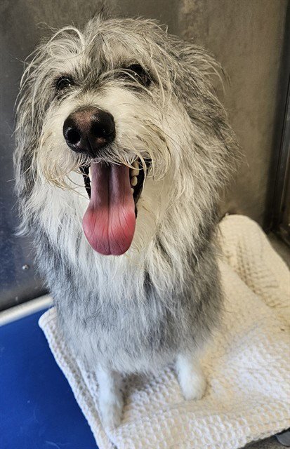 MIA - Terrier available for adoption