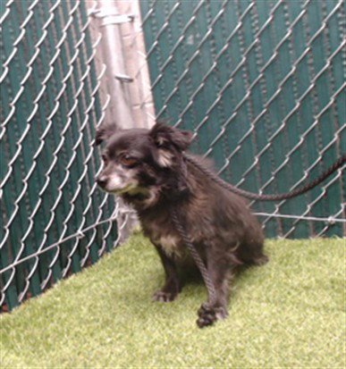 SAM - Terrier available for adoption