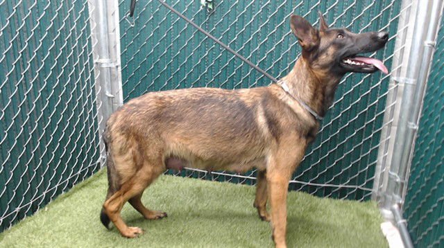 ALEXANDRIA - German Shepherd Dog available for adoption