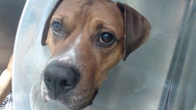 COLE GOMEZ - Pit Bull Terrier / Boxer available for adoption