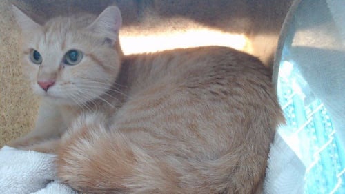RILEY - Domestic Short Hair available for adoption