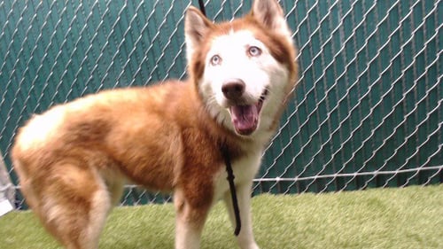 TOFFEE - Siberian Husky available for adoption