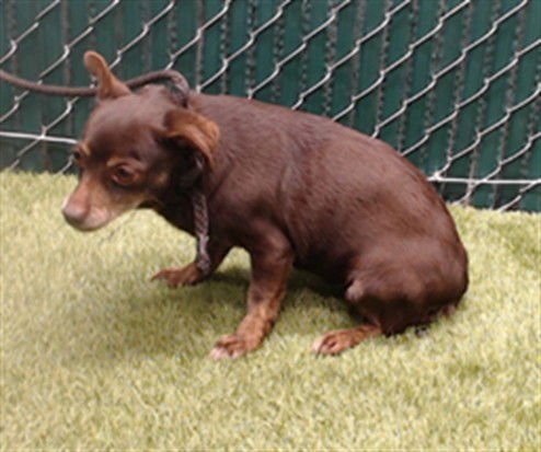 GIRADELLI - Chihuahua available for adoption