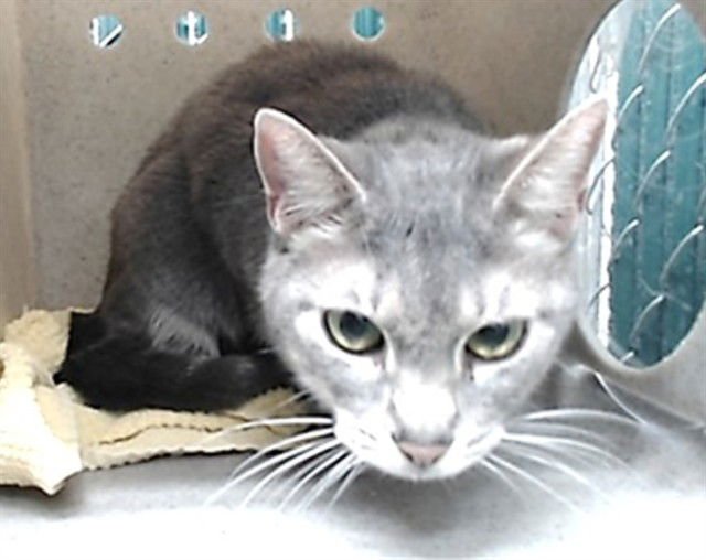 ZULY - Domestic Short Hair available for adoption