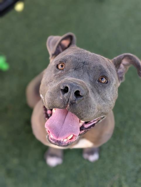 BRIXTON - Pit Bull Terrier available for adoption