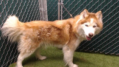 H.M. - Siberian Husky available for adoption