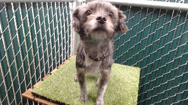 ADDIE - Terrier available for adoption