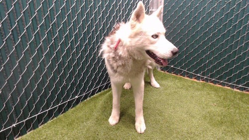 BUNNY - Siberian Husky available for adoption