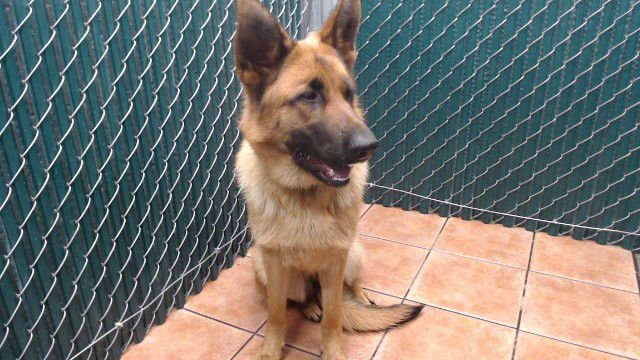 SUNNY - German Shepherd Dog available for adoption
