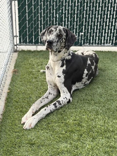 MR. MOO MOO - Great Dane available for adoption