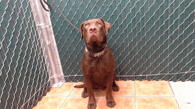 PETER - Labrador Retriever available for adoption