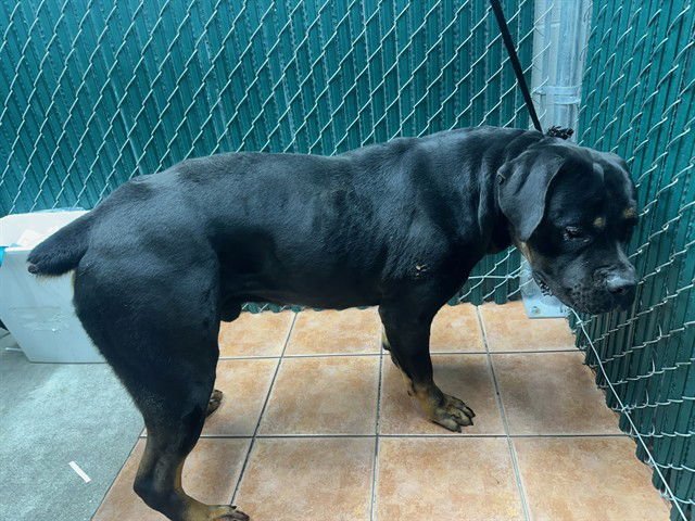 DE BOO - Rottweiler available for adoption