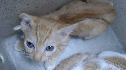 CANDIE - Domestic Short Hair available for adoption