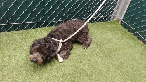 PRINCE WILL - Terrier available for adoption