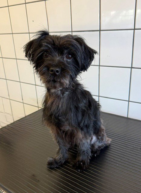 TOTO - Yorkshire Terrier Yorkie available for adoption