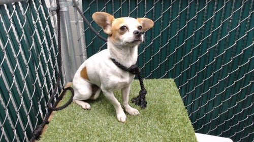 APPA - Chihuahua available for adoption