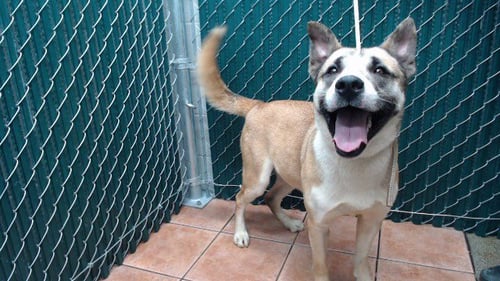 HOOCH - German Shepherd Dog available for adoption