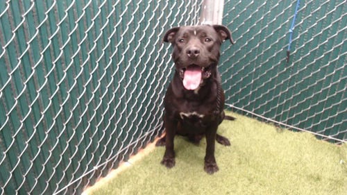BLACKY - Pit Bull Terrier available for adoption