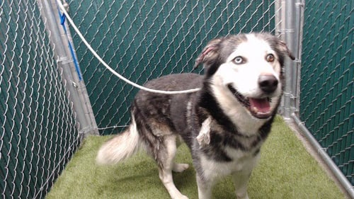 SPRUCE - Siberian Husky available for adoption