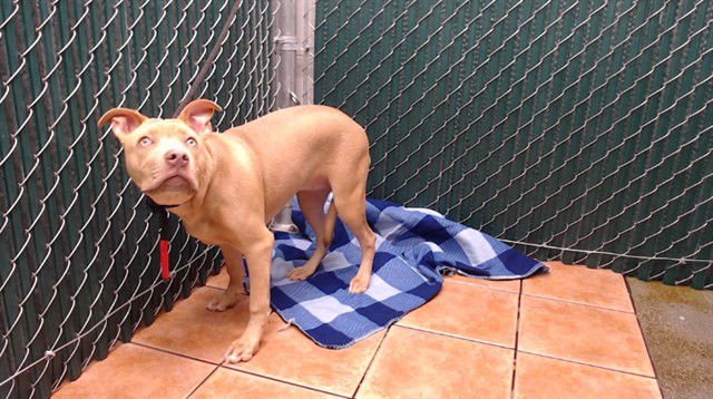 GINGER - Pit Bull Terrier available for adoption