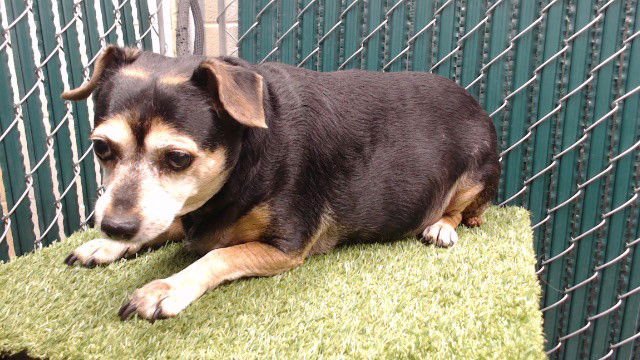 BAXSTER - Chihuahua available for adoption