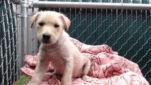 SUNSHINE - Terrier available for adoption