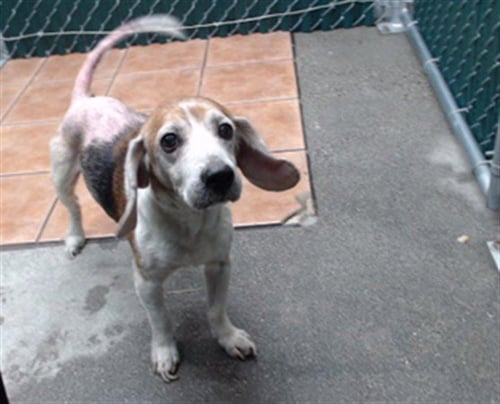 RED - Beagle available for adoption